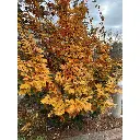 Sycoparrotia semidecidua Automno Rosso 175 200 cm Pot C18Litres
