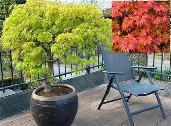 Acer palmatum Dissectum 80 C7 ** Erable du Japon **