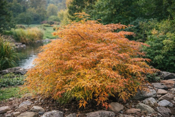 Acer pseudosieboldianum Ice Dragon 125 150 Pot C12 ** Erable du Japon **