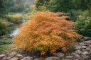 Acer pseudosieboldianum Ice Dragon 125 150 Pot C12 ** Erable du Japon **
