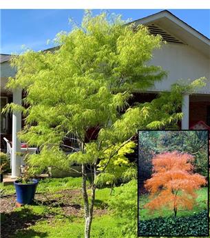 Acer palmatum Koto No Ito 60 80 Pot C7 ** Erable du Japon **
