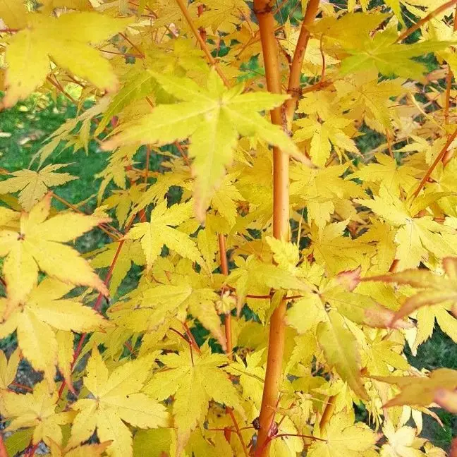 Acer palmatum Bi-Hoo 125 150 Pot P30 ** Erable du Japon **