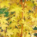 Acer palmatum Bi-Hoo 125 150 Pot P30 ** Erable du Japon **