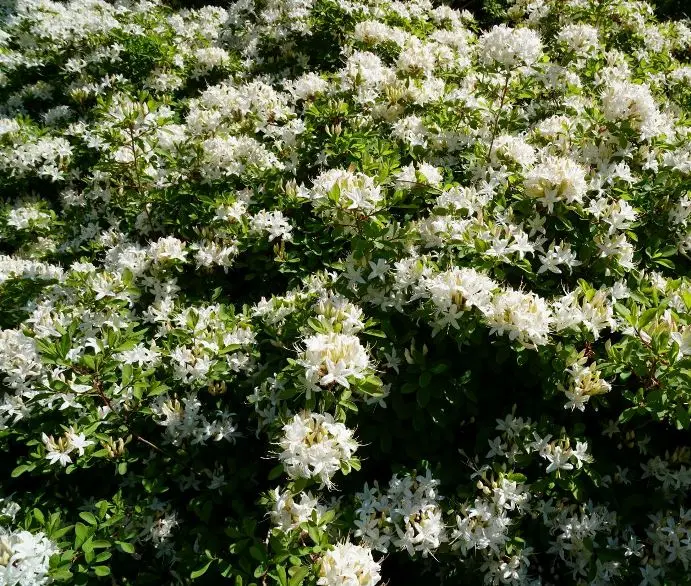 Azalea viscosa 125 150 cm ** Parfumée **