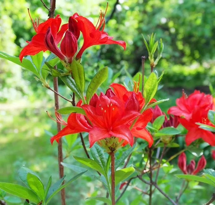 [111622] Azalea mollis Hotspur Pot C7.5Litres
