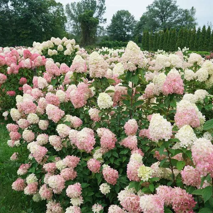 Hydrangea paniculata Little Lime Pot C3.5L