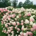 Hydrangea paniculata Little Lime Pot C3.5L