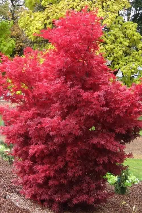Acer palmatum Skeeter Broom 125 150 cm Pot P30 - Erable du Japon pourpre