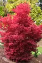 Acer palmatum Skeeter Broom 125 150 cm Pot P30 - Erable du Japon pourpre