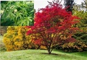 Acer palmatum (vert) 125 150 cm Pot C10Litres ** Erable du Japon **