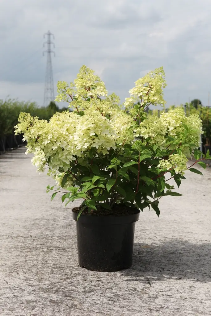 Hydrangea paniculata Diamantino Pot C35Litres ** Hortensia paniculé **