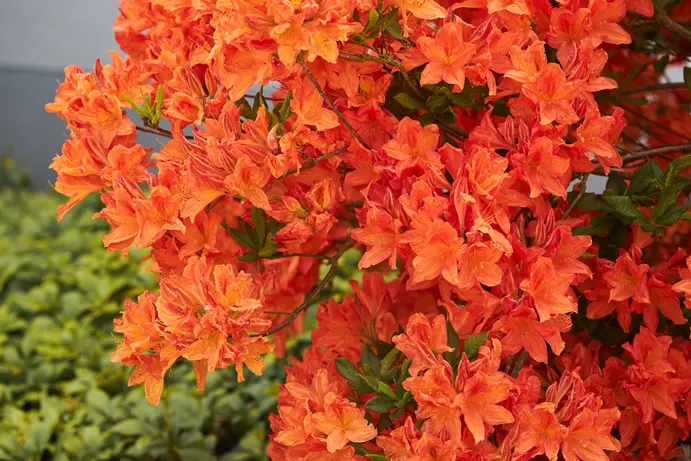 Azalea mollis Naranja 80 100 cm Pot C15Litres