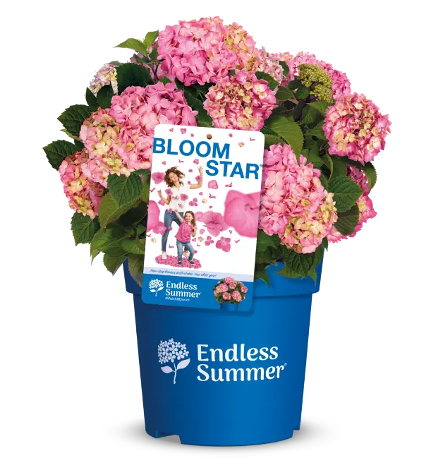 Hydrangea macrophylla Endless Summer Bloomstar Rose Pot P29 - C12L ** Hortensia **
