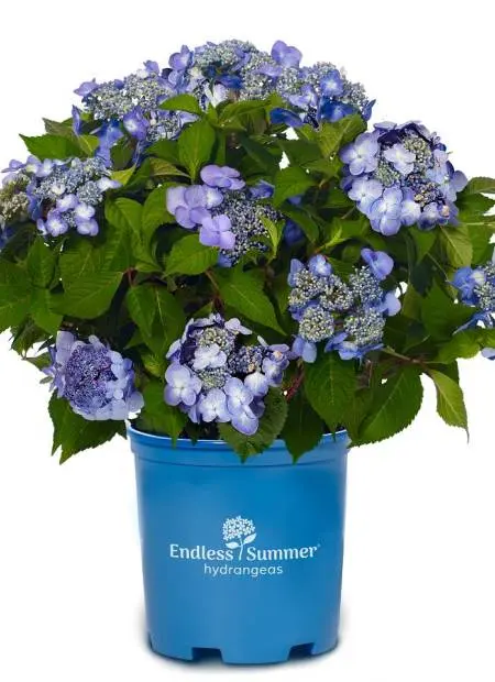 Hydrangea macrophylla Endless Summer Twist and Shout Blue Pot C15 XXL ** Hortensia **