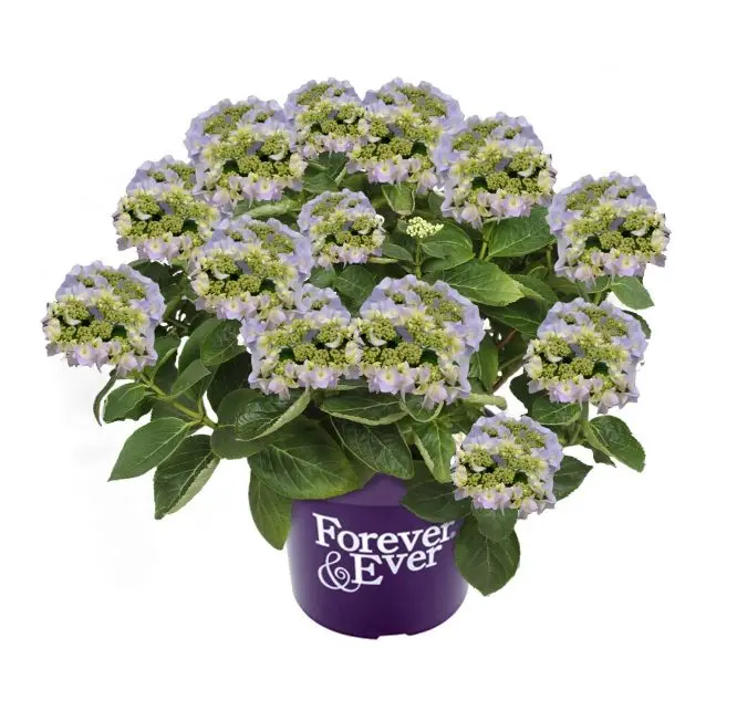 Hydrangea macrophylla Forever and Ever Teller Blue Pot P23 - C5L ** Hortensia **