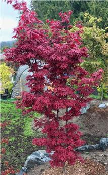 Acer palmatum Skeeters Broom 60 80 Pot C5 ** Erable du Japon **