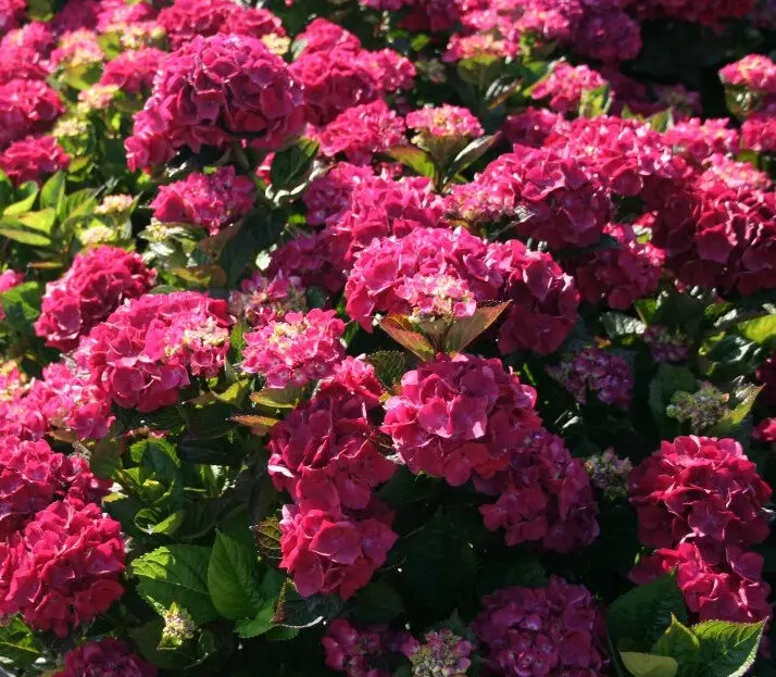 Hydrangea mac Merveille Sanguine Pot C5Litres