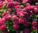 Hydrangea mac Merveille Sanguine Pot C5Litres