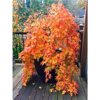 Acer Palmatum Cascade Gold