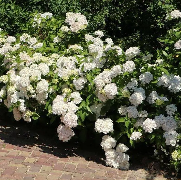 Hydrangea macrophylla Schneeball Pot P30 cm XL