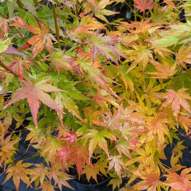 Acer palmatum Going Green® 125 150 Pot C14 ** Erable du Japon **