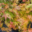 Acer palmatum Going Green® 125 150 Pot C14 ** Erable du Japon **