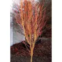 Acer palmatum Bi-Hoo 80 100 Pot C7