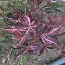 Acer palmatum Extravaganza Pot C15 Litres ** Erable du Japon **