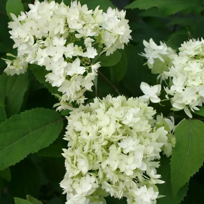 Hydrangea mac Hovaria® Hayes Starburst P19