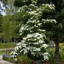 Cornus kousa chinensis National XXL 175 200 cm Pot C45L