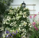 Hydrangea fauriei Angel Wings ( Schizophragma ) Pot C7Litres