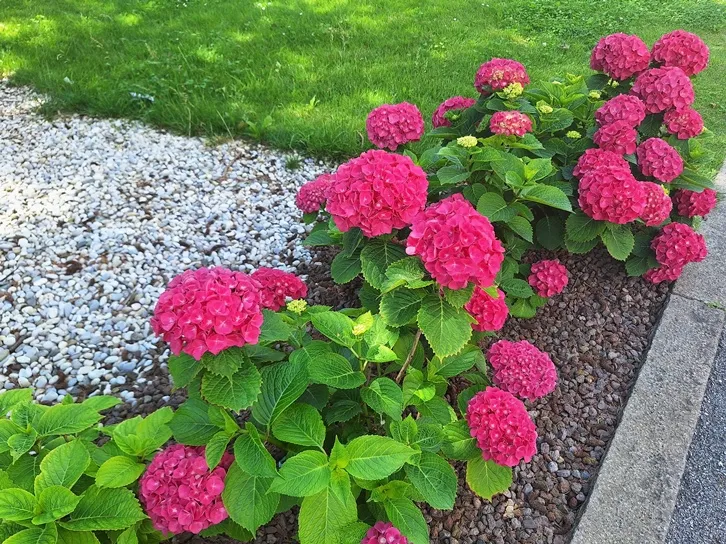 [125491] Hydrangea macrophylla Red Ball Pot C5Litres - Hortensia rouge