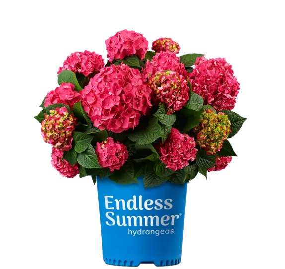 Hydrangea macrophylla Endless Summer Love Red Pot P29 - C12L ** Hortensia **