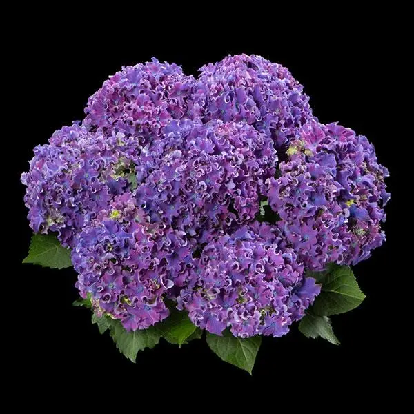 Hydrangea macrophylla Curly Wurlys Sparkles Purple Pot C5Litres