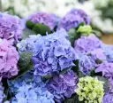 Hydrangea macrophylla Early Blue Pot P30 cm ** Hortensia **