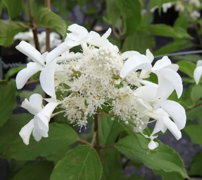 Hydrangea paniculata Great Star® Pot C3.6Litres ** Hortensia **