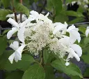 Hydrangea paniculata Great Star® Pot C3.6Litres ** Hortensia paniculé **