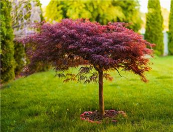 Acer palmatum dissectum Garnet 50 60 cm Pot C4Litres ** Erable du Japon **