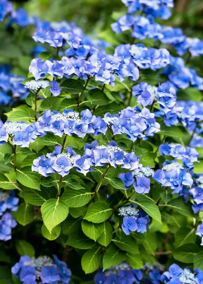 Hydrangea macrophylla Teller Blue Pot C10litres ** Hortensia **