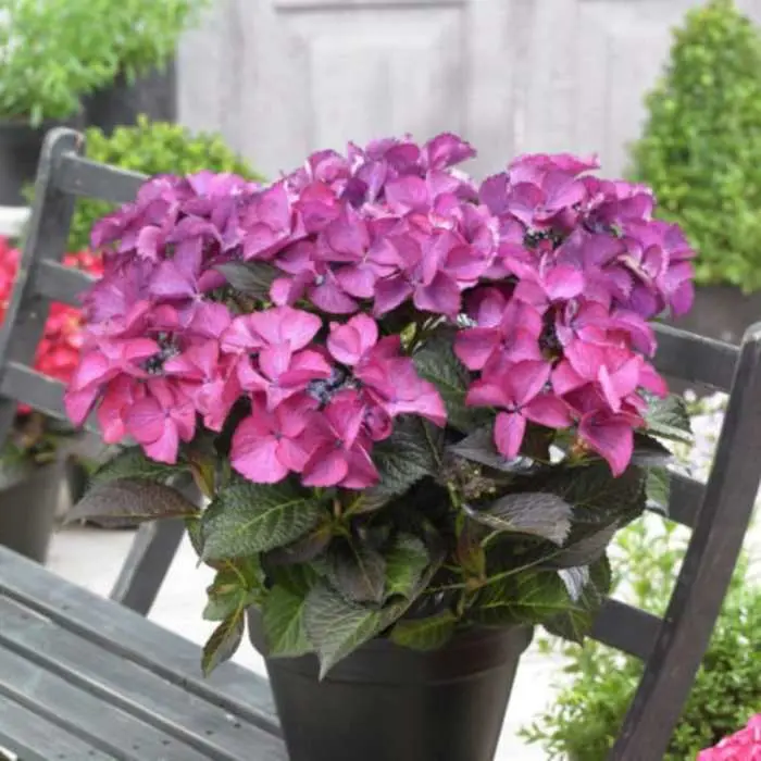 Hydrangea macrophylla Teller Dark Angel Pot C7 ** Hortensia **
