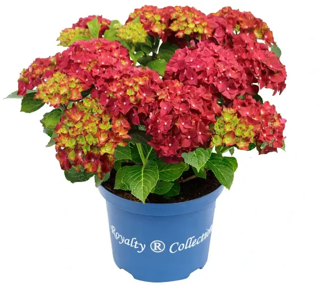 Hydrangea macrophylla Fire Wings Red Pot C7.5L