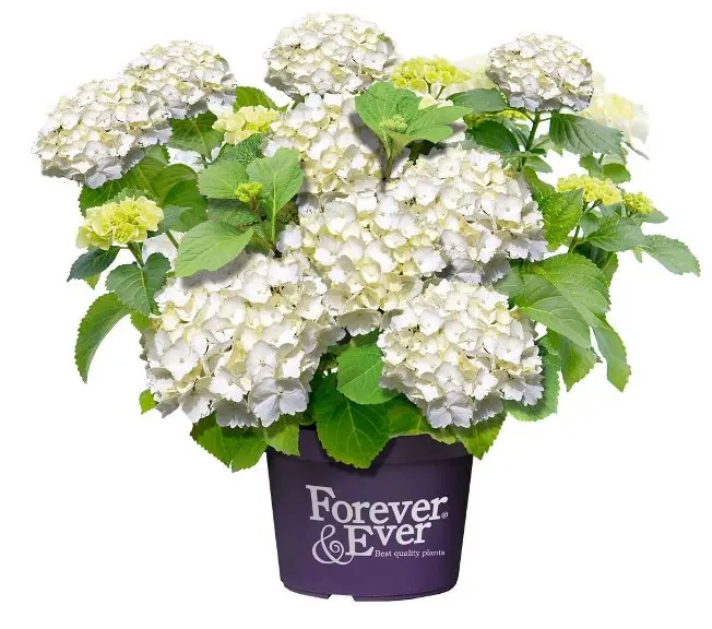 Hydrangea macrophylla Forever And Ever White Pot P23 - C5L ** Hortensia **