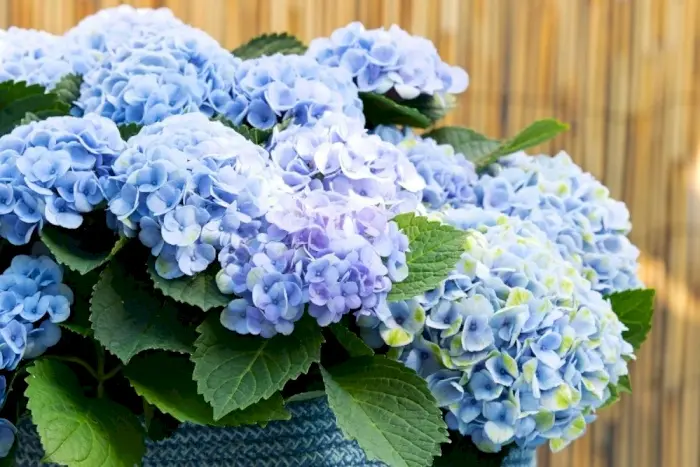 Hydrangea macrophylla Magical Revolution Blue Pot P23 cm - C5Litres ** Hortensia **