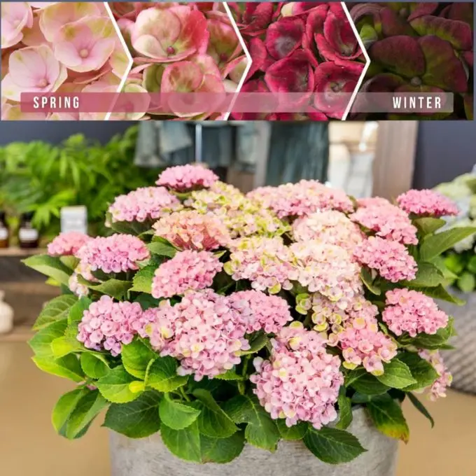 Hydrangea macrophylla Magical® Révolution Rose® Pot P23 cm C5Litres