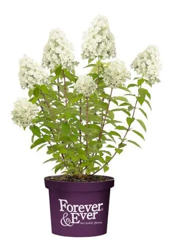 Hydrangea paniculata Forever and Ever White and Pink Pot P23 - C5L ** Hortensia paniculé**
