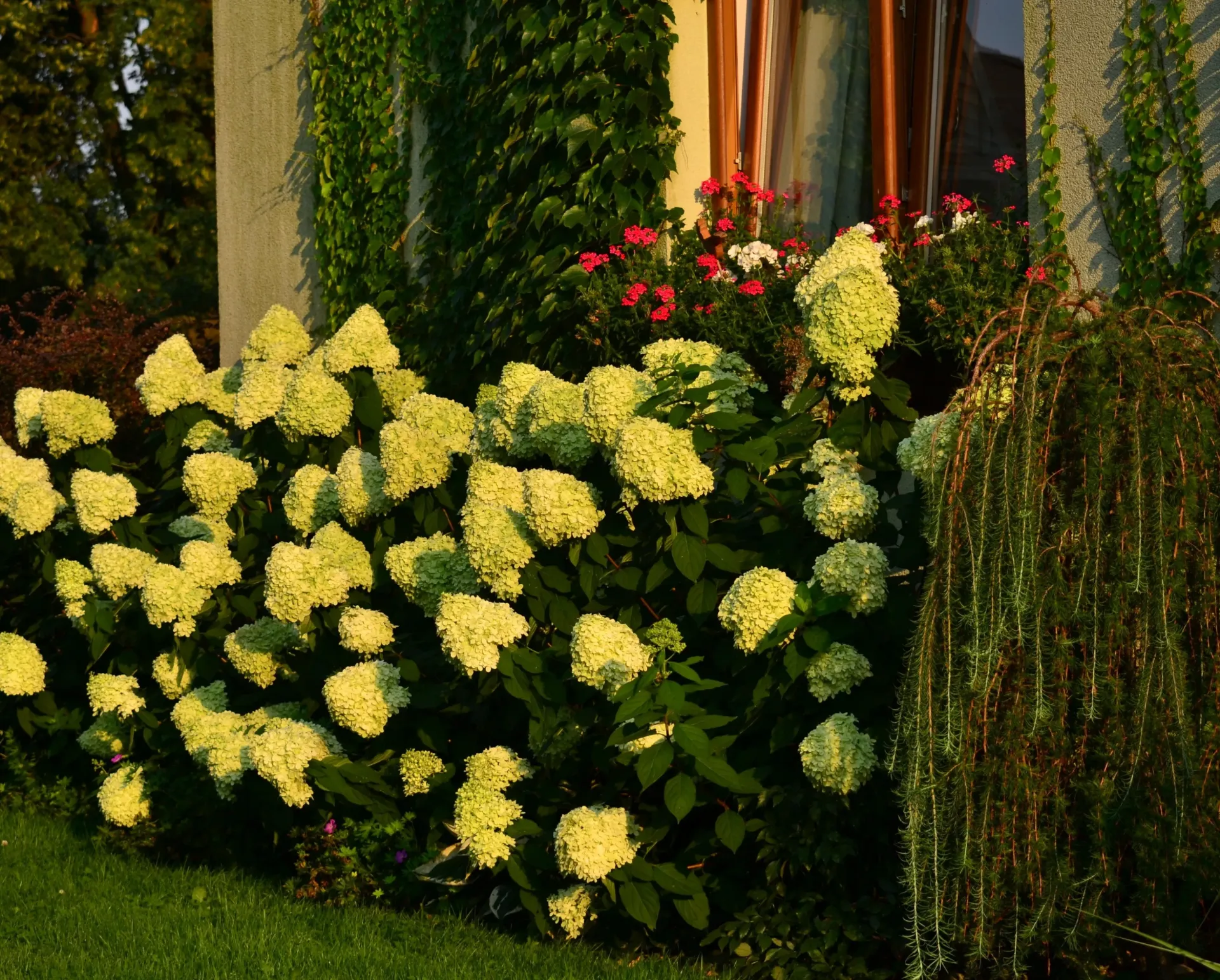 [112576] Hydrangea paniculata LimeLight Pot C10-12L ** Hortensia paniculé **