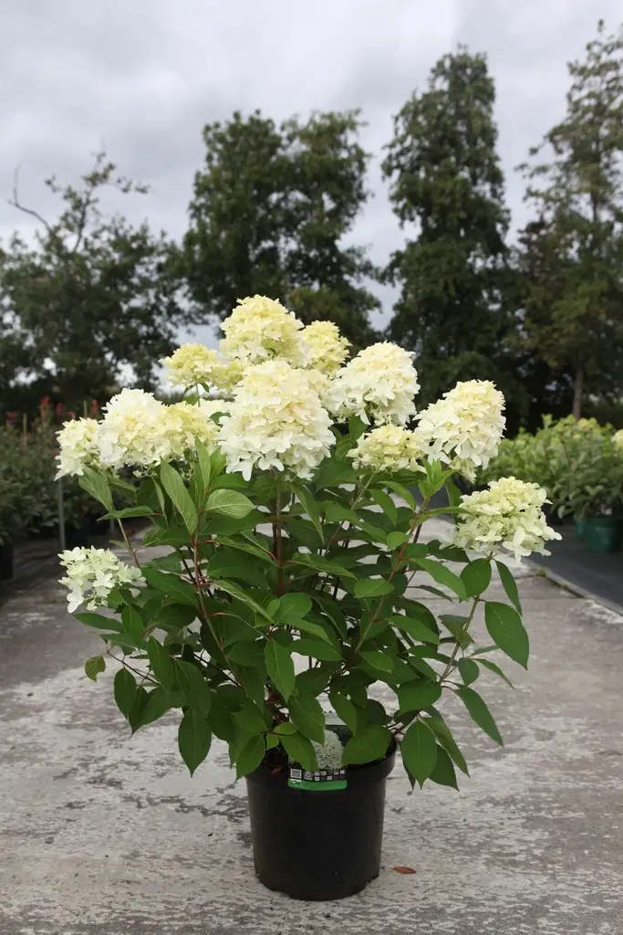 [143796] Hydrangea paniculata Skyfall Pot C10L  ** Hortensia paniculé ** 