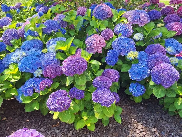 Hydrangea macrophylla Blue Pot C5Litres ** Hortensia **