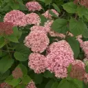Hydrangea arborescens Pink Annabelle Pot C5L ** Hortensia arborescent **
