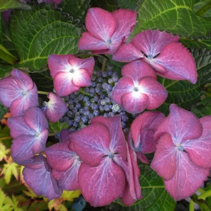 Hydrangea macrophylla Teller Dark Angel Pot P30 ** Hortensia **